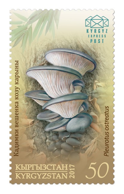 055M. Oyster mushroom