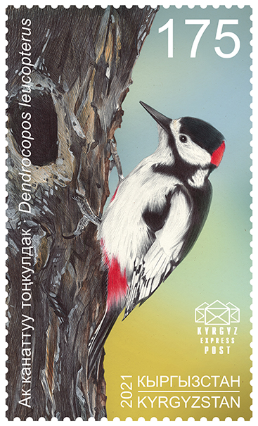 178M. The White-winged woodpecker