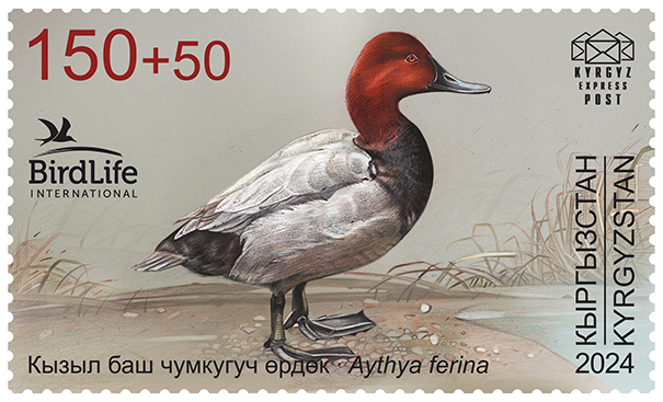 228M. The Common Pochard