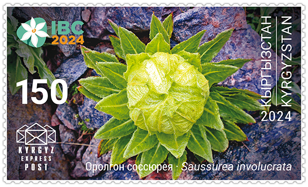232M. Closed Flower of the Alpine Saw-wort
