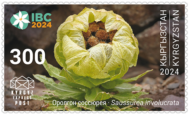 233M. Open Flower of the Alpine Saw-wort