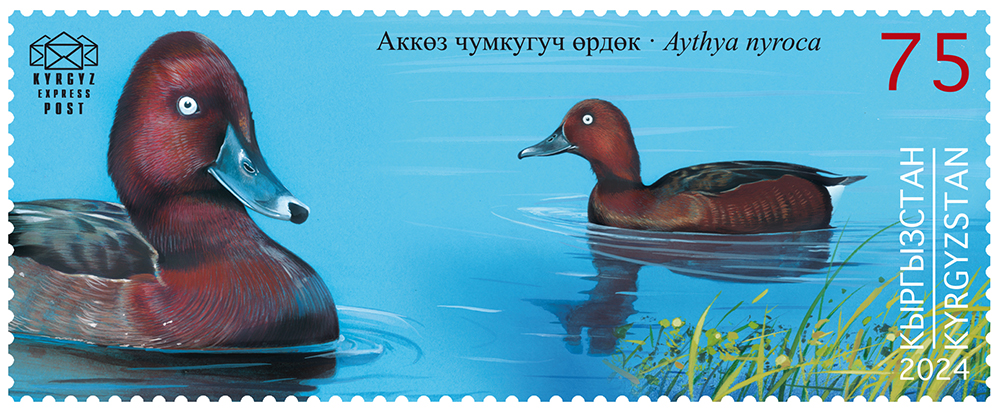 244M. The Ferruginous Duck