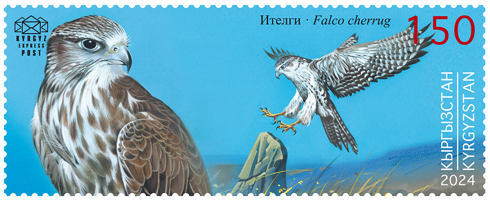 245M. The Saker Falcon