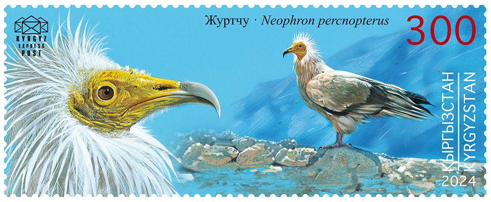 246M. The Egyptian Vulture