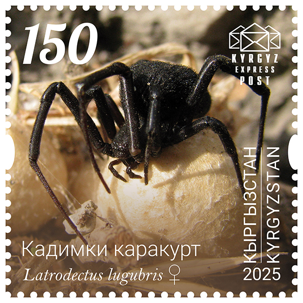 260M. The Asian sorrowful black widow