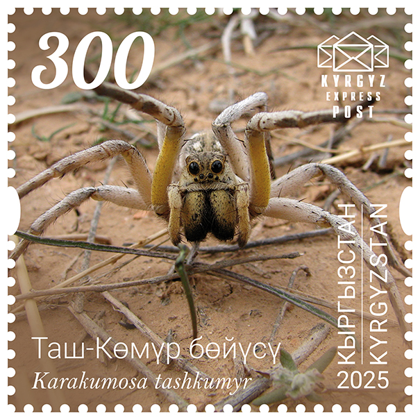 261M. The Tash-Kumyr tarantula wolf spider