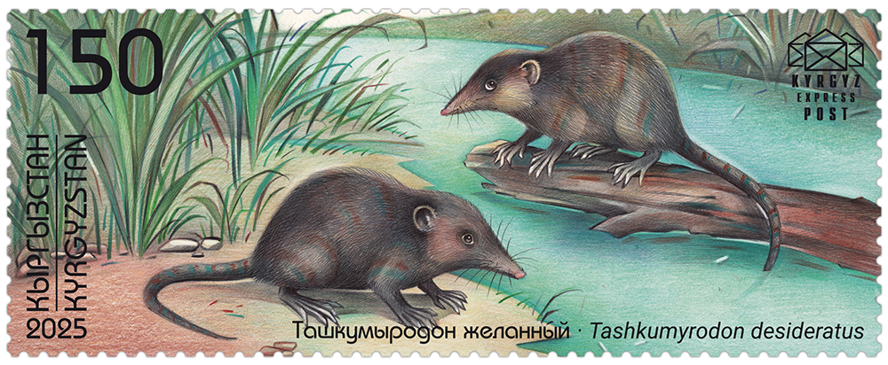 272M. Tashkumyrodon desideratus