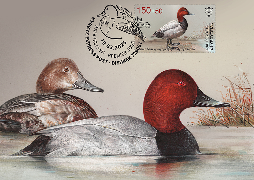 K131. The Common Pochard