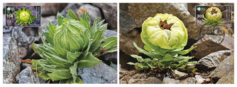 K135-136. XX International Botanical Congress in Madrid. Alpine Saw-wort