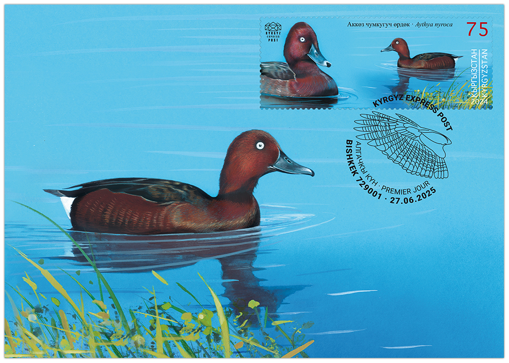 K147. The Ferruginous Duck