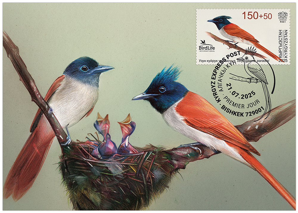 K153. The Asian paradise flycatcher