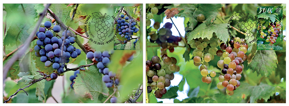 K167-168. Uzun-Akhmat Grapes