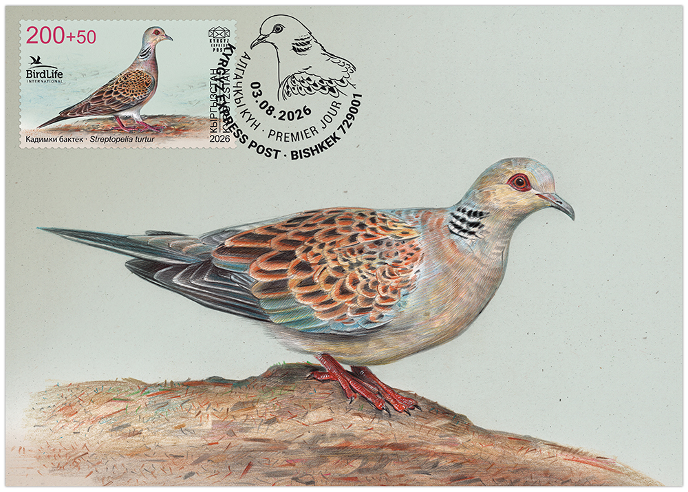 K175. The European turtle dove